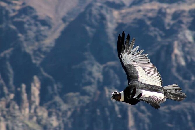Colca Canyon Plus - Price and logistics: where your money goes, and what costs extra