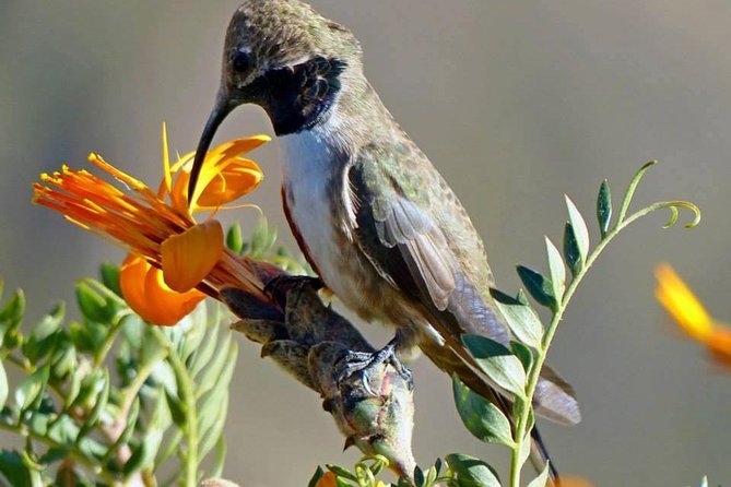 Colca Canyon Sightseeing Tour 2D1N and Transfer to Puno - Key Highlights You Should Know Before You Go