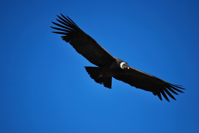 Colca Canyon Tour 2 Days - Chivay at Night: Dinner With a Folk Show and Sleep in Basic Comfort