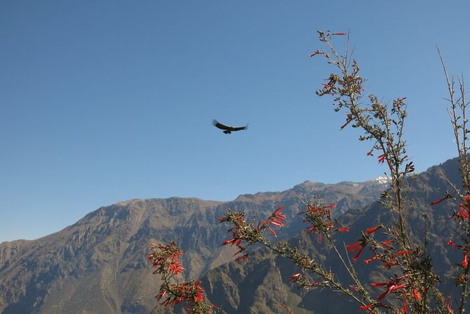 Colca Trek - 2 Days Tour - Price and What You Actually Get for $195