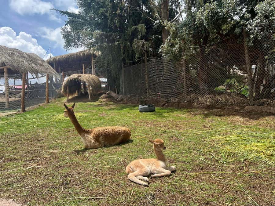 Cusco: Alpaca and Llama Farm Tour w/ Transfer & Weaving Demo - Key things to know before you go