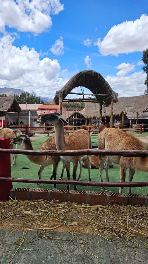 Cusco: Alpaca and Llama Farm Tour w/ Transfer & Weaving Demo - The Inca connection: how wool and domestication became daily life