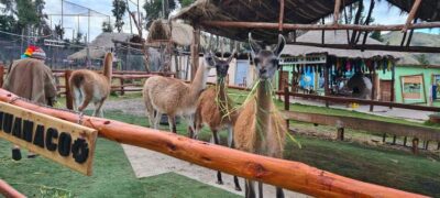 Alpaca and Llama Farm Tour w/ Transfer & Weaving Demo