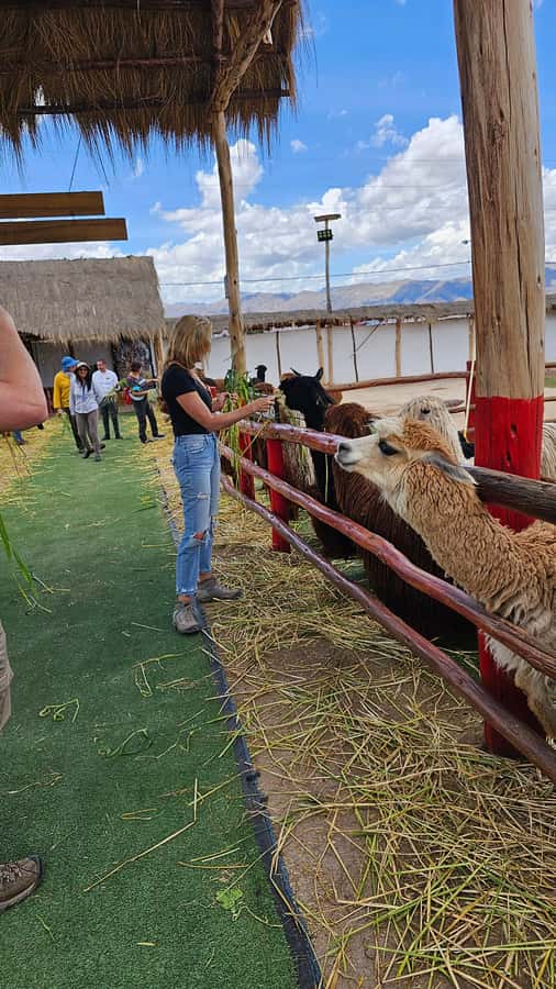 Cusco: Alpaca and Llama Farm Tour w/ Transfer & Weaving Demo - Gift shop math at the end: shop if you want, but shop smart