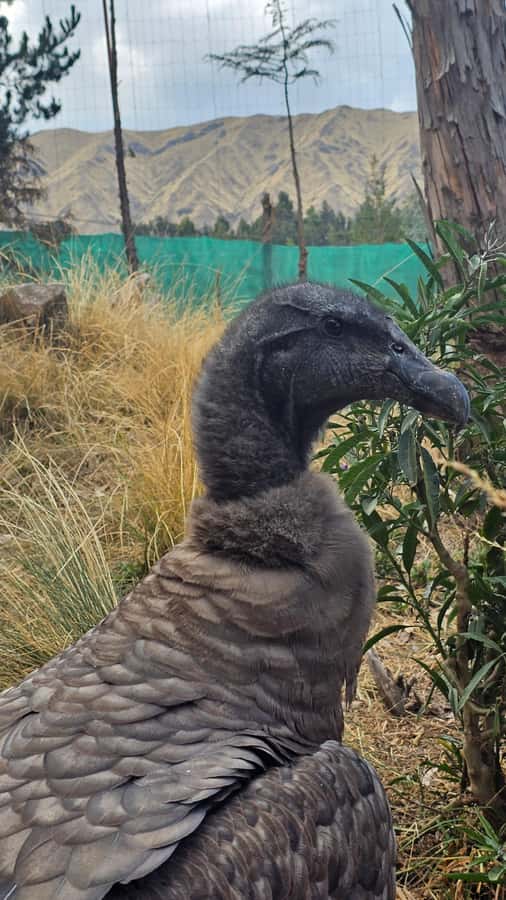 Cusco: Alpaca and Llama Farm Tour w/ Transfer & Weaving Demo - Should you book this tour, yes or no?