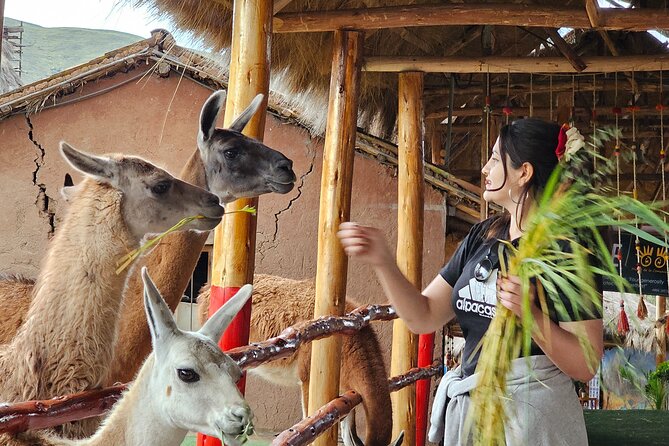 Cusco: Alpaca and Llama Farm Tour with Transfer & Weaving Demo - A quick Cusco reset: camelids, wool, and weaving in 2 hours
