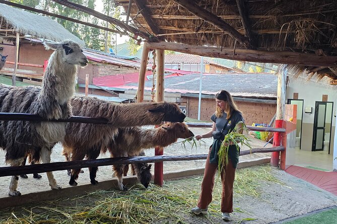 Cusco: Alpaca and Llama Farm Tour with Transfer & Weaving Demo - Alpacas vs llamas: the practical differences you can actually spot