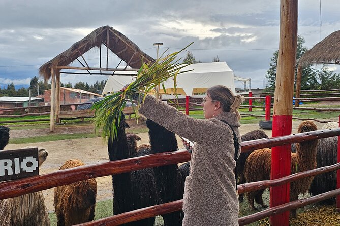 Cusco: Alpaca and Llama Farm Tour with Transfer & Weaving Demo - Animal time that feels respectful, not rushed
