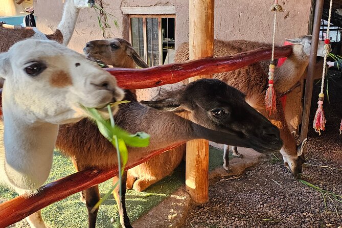 Cusco: Alpaca and Llama Farm Tour with Transfer & Weaving Demo - The weaving demo: where fiber turns into culture
