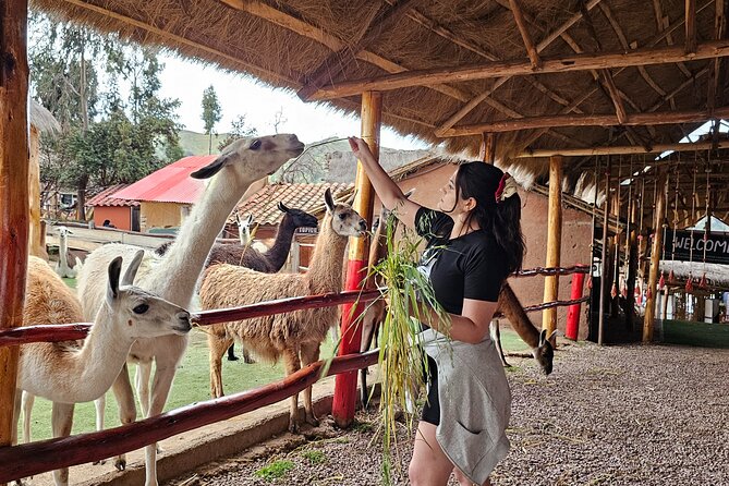 Cusco: Alpaca and Llama Farm Tour with Transfer & Weaving Demo - The Condor enclosure detail, if you like wildlife conservation