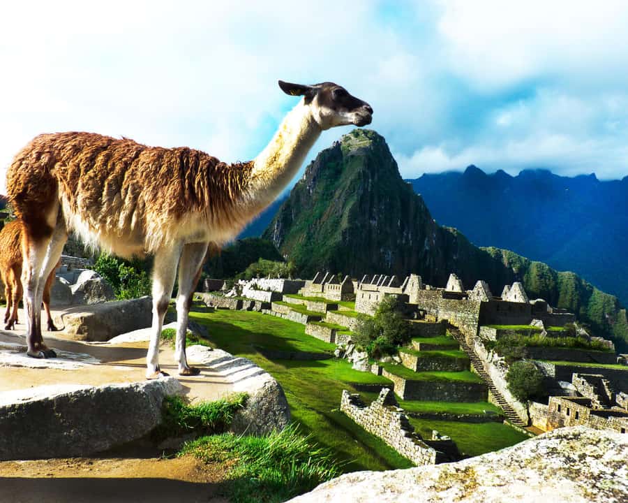 CUSCO: Full Day All Included Private Machu Picchu Experience - Lunch in Aguas Calientes: a real reset before the return