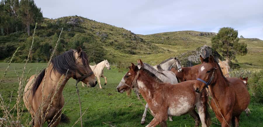 Cusco: Half-Day Horseback Riding at Devil's Balcony - The Horse Induction, Helmets, and Why You’ll Feel Safer Than You Think