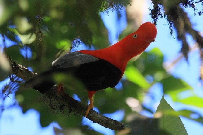 Cusco Package Tour (8 Days) - Manu National Park: from cloud forest vibes to lodge life