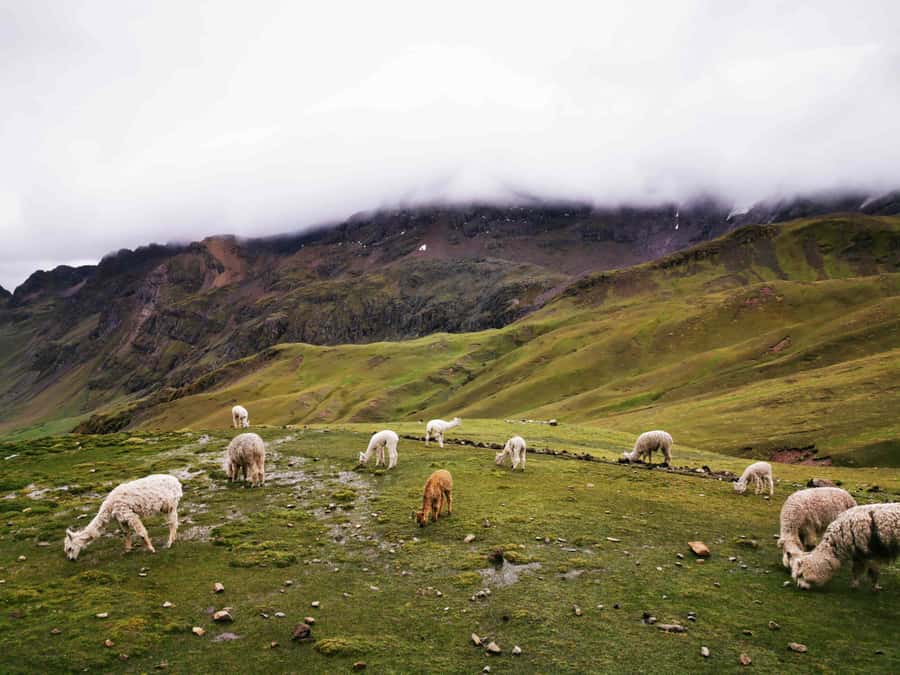 Cusco: Rainbow Mountain and Red Valley Guided Day with Meals - Gear checklist that matches real conditions (not tourist fantasy)