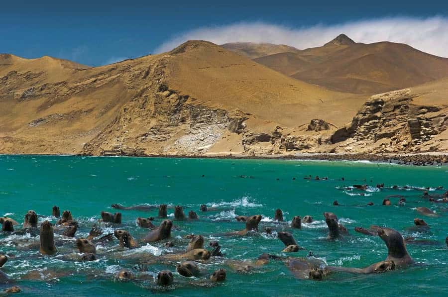 Discover Paracas, Ica and Nasca in a 2 days and 1 night trip - Ballestas Islands boat tour and the Candelabro moment