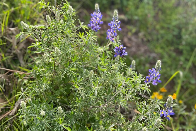 Discover the secrets of Andean nature in Pisac - Medicinal plants: how ancestors used them, and why that still matters