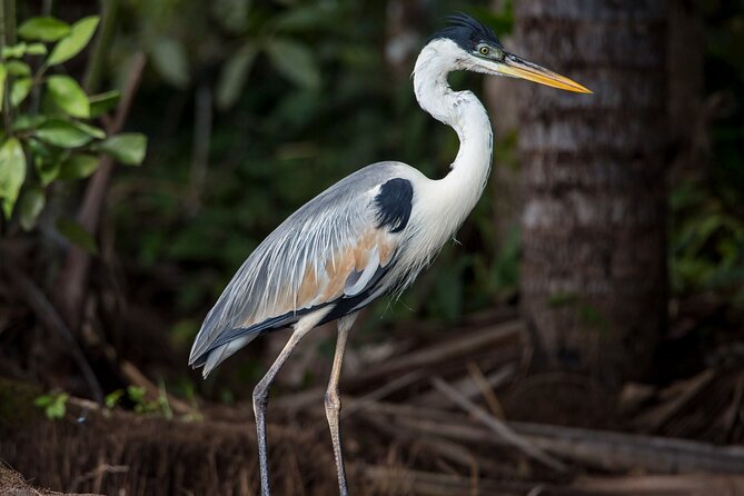 Eco Jungle - 2 Days / 1 Night - Included Meals and Lodge Comfort: Great Value, Basic Conditions