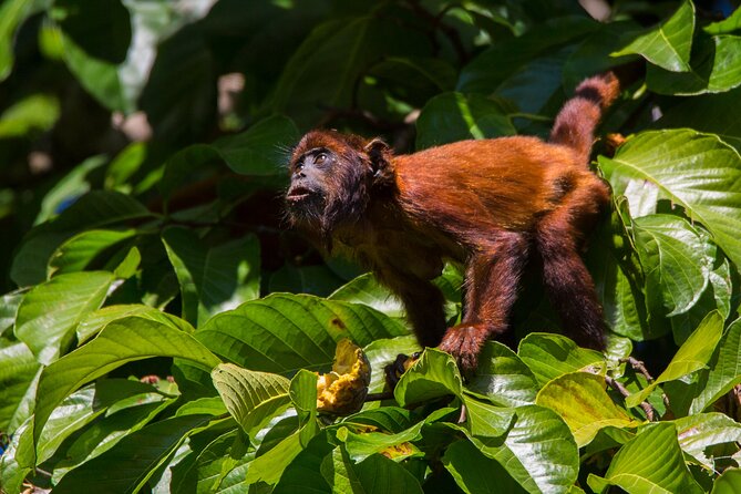 Eco Jungle - 2 Days / 1 Night - The Timing Reality: When Breaks Replace Wildlife