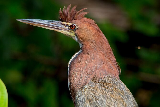 Eco Jungle - 2 Days / 1 Night - What to Bring for Comfort and Better Sightings