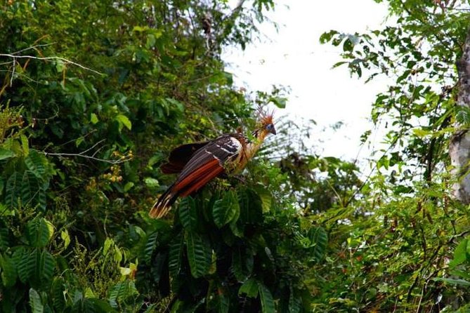 Eco Jungle 3 Days - 2 Nights - Entering Tambopata: Why this 3 days feels like more than a checklist