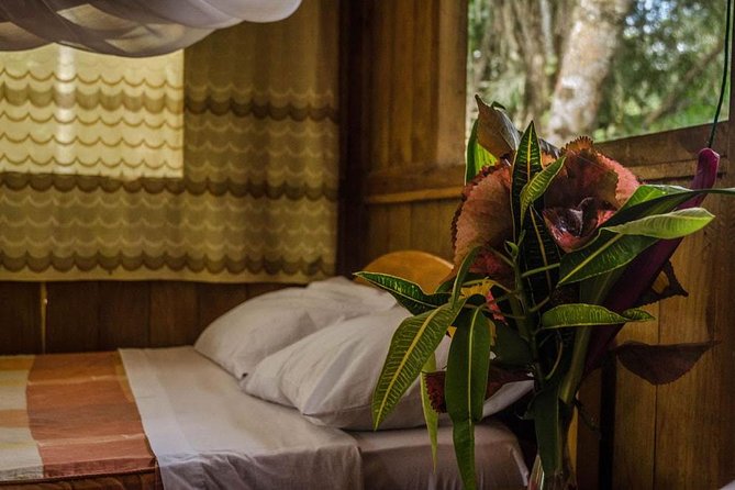 Eco Jungle 3 Days - 2 Nights - Day 1 in Tambopata: Old-growth forest walk, Monkey Island, and night alligator search
