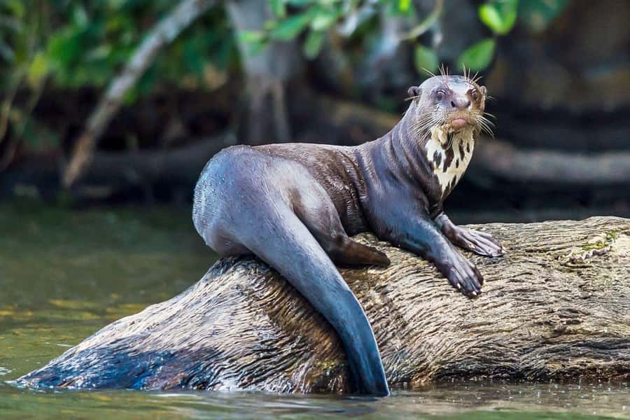 Excursion 3 days/2 nights in the jungle - Tambopata in 3 days: what makes it work so well