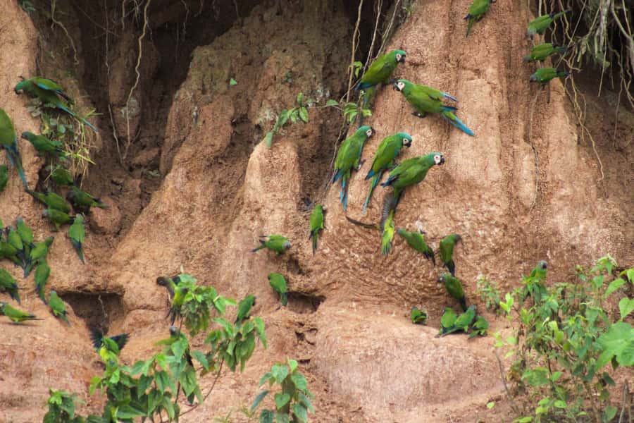 Excursion 3 days/2 nights in the jungle - Day 2 into Tambopata National Reserve: ancient trees and a steady wildlife rhythm