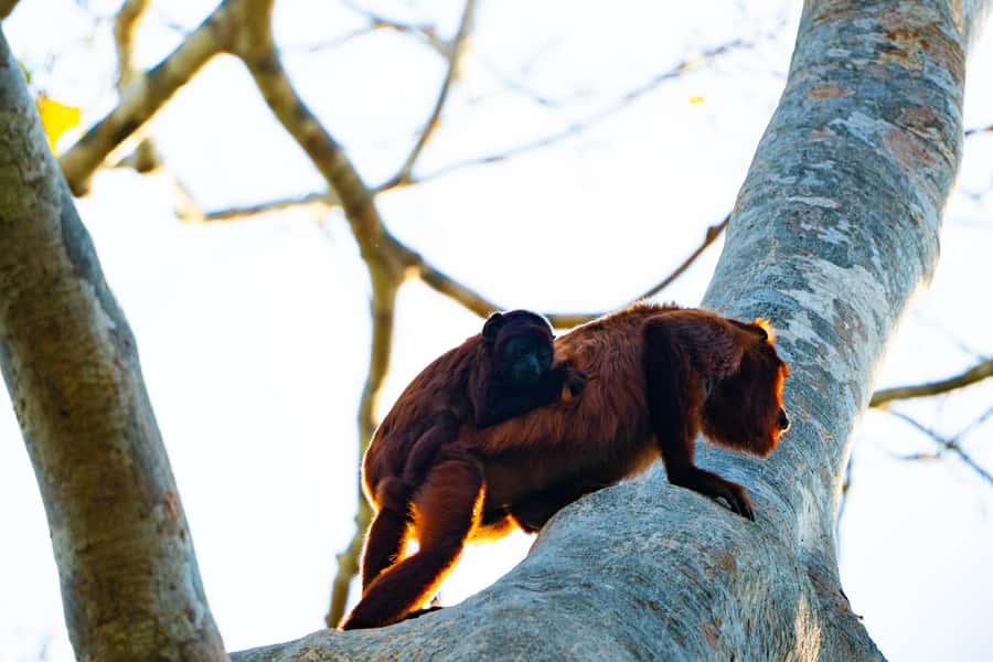 Excursion 3 days/2 nights in the jungle - A Sunrise clay lick day: parrots, mineral salts, and that wow factor