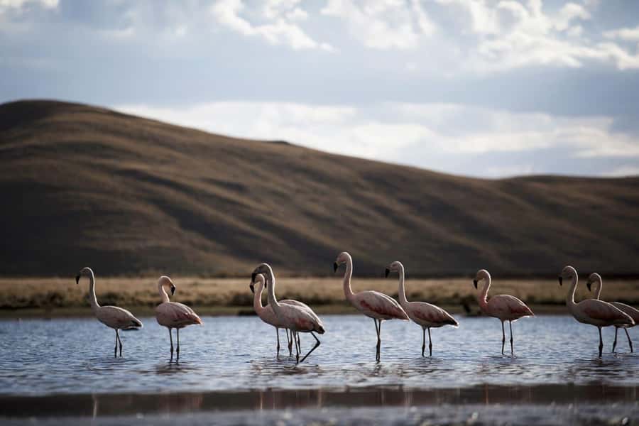 Excursion: Lagoon and National Reserve of Salinas and Aguada Blanca in Arequipa. - Laguna de Salinas: flamingos, salt air, and patience