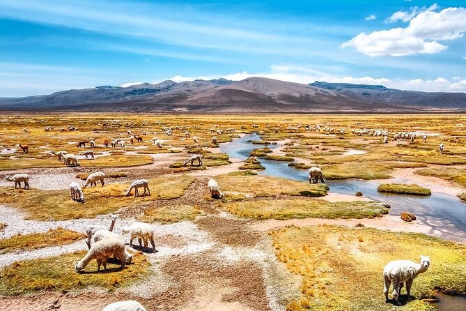 Explore the Colca Canyon From Arequipa 2 Days and 1 Night - From Arequipa to the Colca Valley in 2 days, what to expect