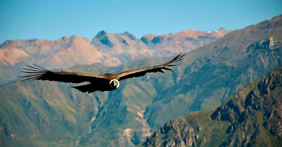 From Arequipa: 1-Day Guided Tour to Colca Canyon with Meals - Why this Colca Canyon day works, even with a 3:00 am start