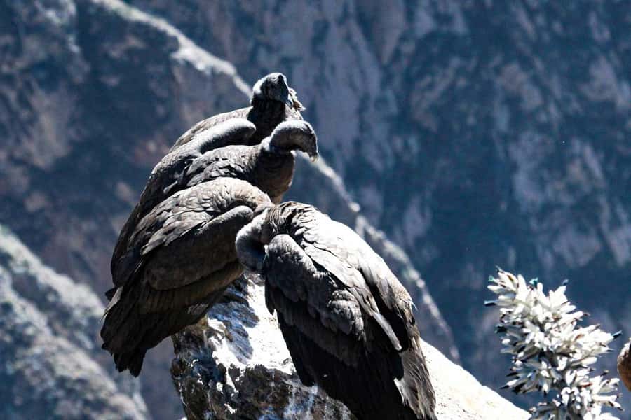 From Arequipa: 1-Day Guided Tour to Colca Canyon with Meals - Costs beyond the $26 fare: entrance fees and cash tips