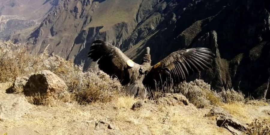 From Arequipa: Colca Canyon all inclusive | Full Day | - Why This Colca Canyon Day Trip Works So Well From Arequipa