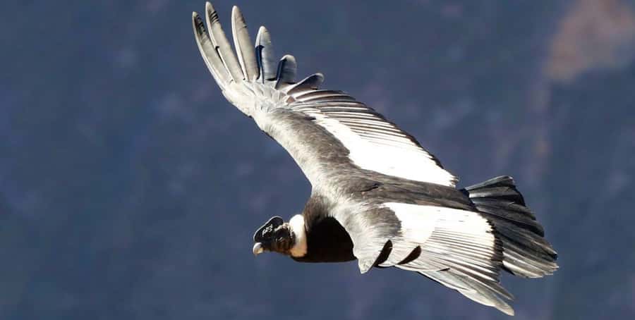 From Arequipa: Colca Canyon Full-Day Tour with Breakfast - Chivay Hot Springs: The Best Way to Recover on a Long Day