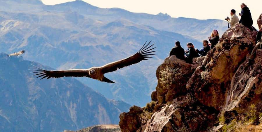 From Arequipa: Colca Canyon Full-Day Tour with Breakfast - The 3 AM Pickup and the Road to Chivay: What the Long Ride Really Does