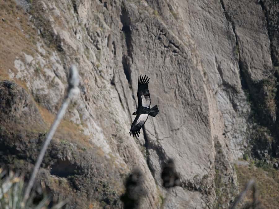From Arequipa: Colca Canyon & La Calera Thermal Waters - Mirador de Los Volcanes and the Pampa Cañahuas Natural Reserve Stop