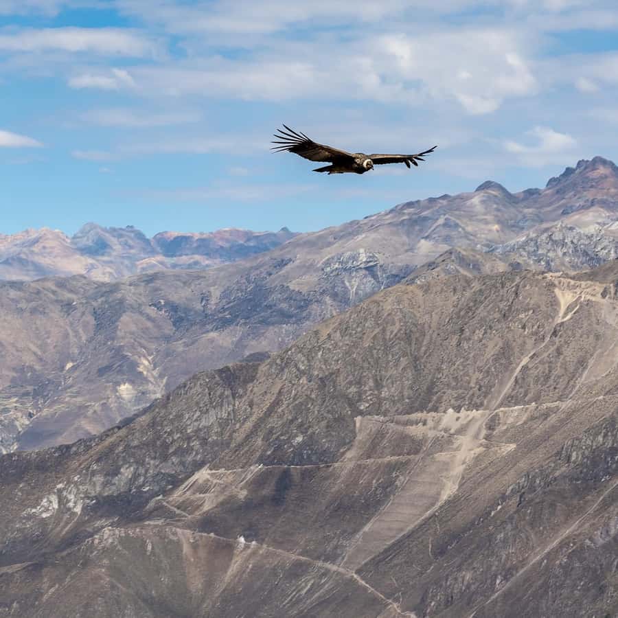 From Arequipa: Colca Canyon & La Calera Thermal Waters - Chivay Condor Viewing: Be Ready for the Moment