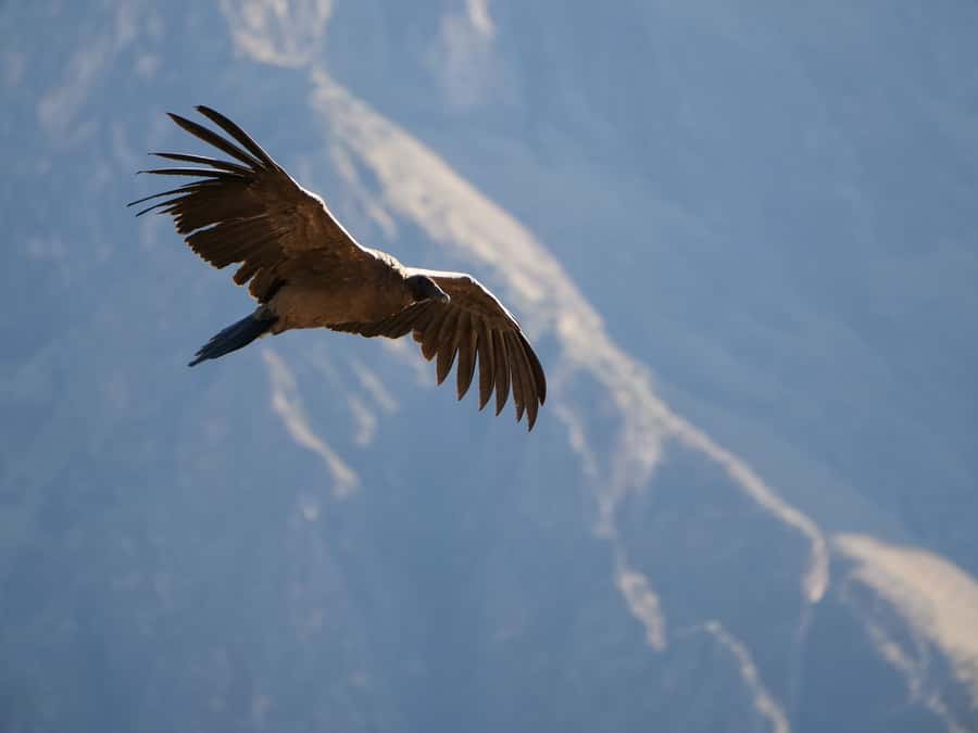 From Arequipa: Colca Canyon & La Calera Thermal Waters - Village Stops on the Return: Pinchollo, Maca, Yanque, and Church Visits