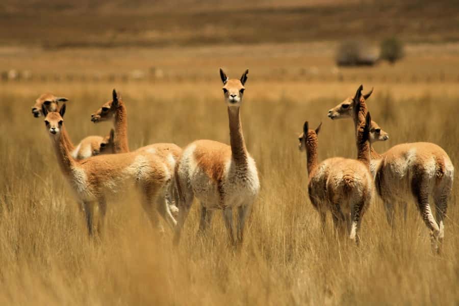 From Arequipa: Colca Valley & Thermal Baths Small-Group Trip - Key Things You’ll Notice on This Colca and Hot Springs Day
