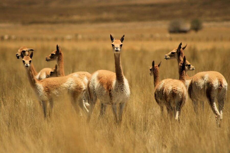 From Arequipa: Colca Valley & Thermal Baths Small-Group Trip - Lunch in Chivay and the Food Budget Reality