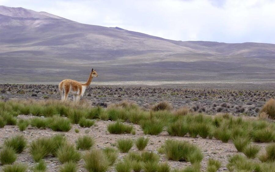 From Arequipa: Fullday Tour Colca Canyon + Transfer To Puno - Price and Value: What $56 Covers, and What Costs Extra