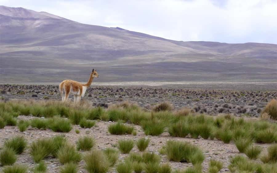 From Arequipa: One Day Trip to Colca Canyon Ending in Puno - Price and logistics: what $56 covers, and what you might add