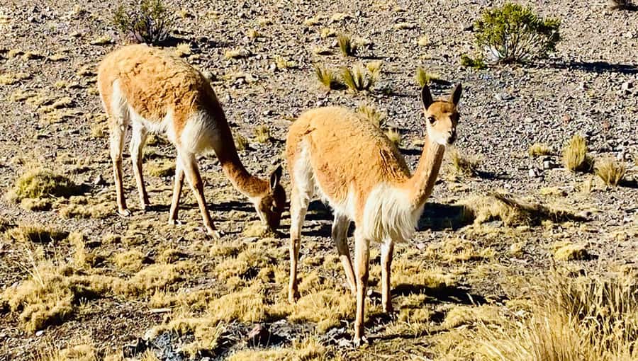 From Arequipa: Pillones Waterfall and Stone Forest Day Trip - Who this tour fits best (and who should think twice)