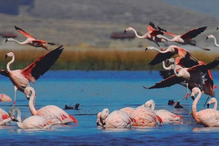 From Arequipa: Salinas Lagoon Full-Day Trip with Hot Springs - Chiguata main square and optional traditional breakfast