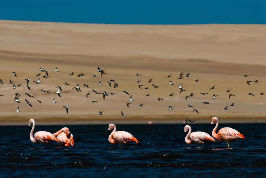 From Arequipa: Salinas Lagoon Full-Day Trip with Hot Springs - Alto Simbral at 4,200 m: learning the puna plants