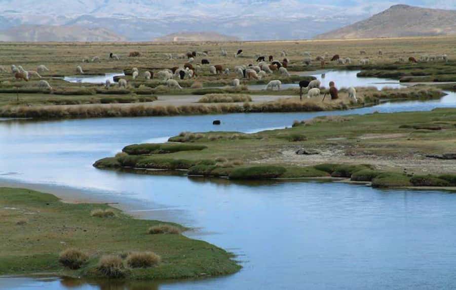From Arequipa: Salinas Lagoon Full-Day Trip with Hot Springs - Lojen Hot Springs: warm water after cold altitude