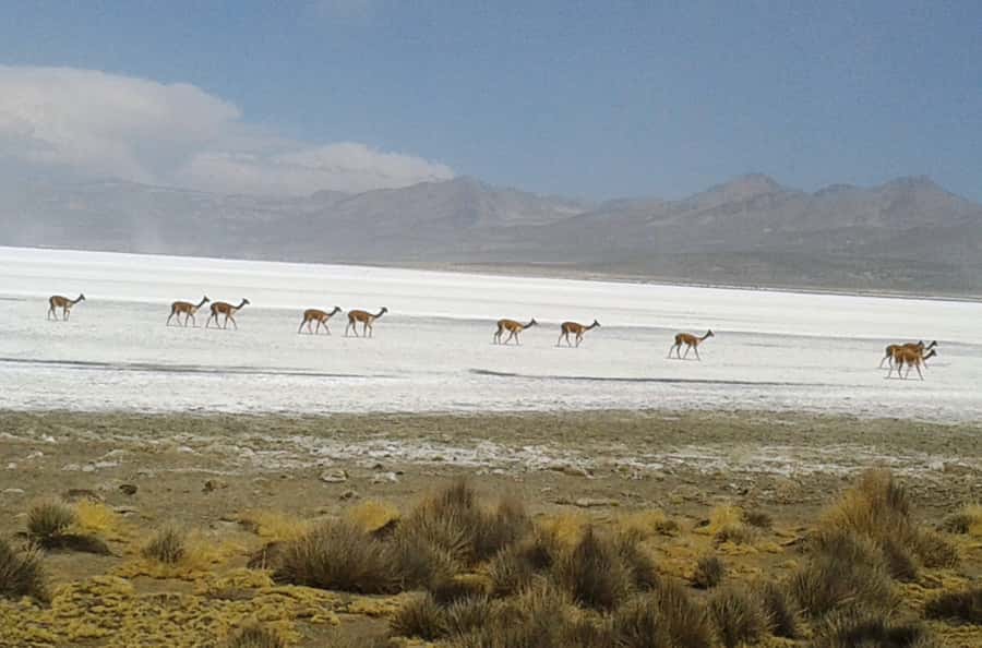 From Arequipa: Salinas Lagoon Full-Day Trip with Hot Springs - Budget and meals: where extra costs fit in
