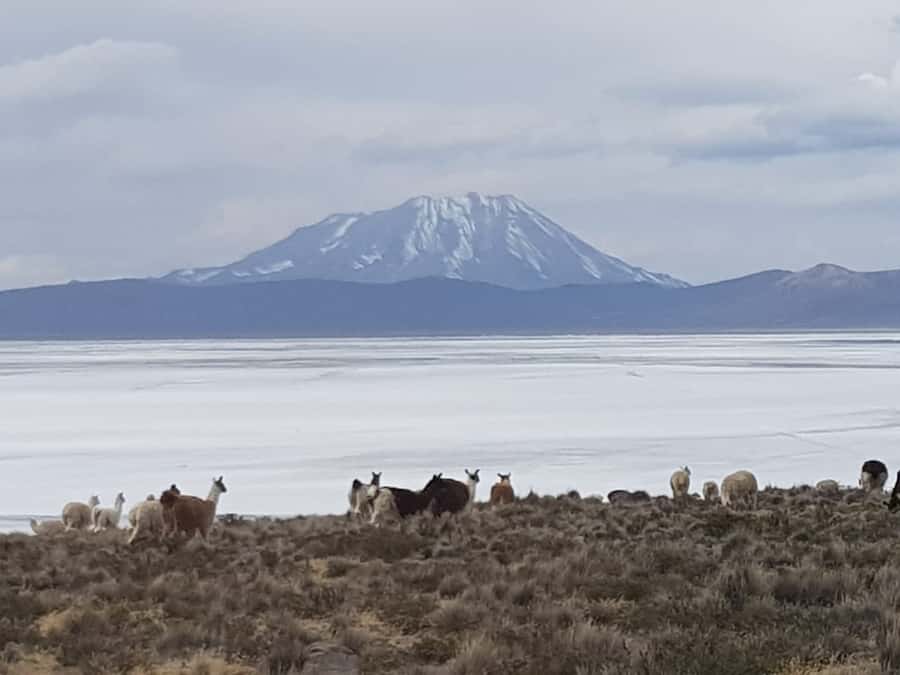 From Arequipa: Salinas Lagoon Full-Day Trip with Hot Springs - The full-day flow: from Arequipa pickup to Chiguata return