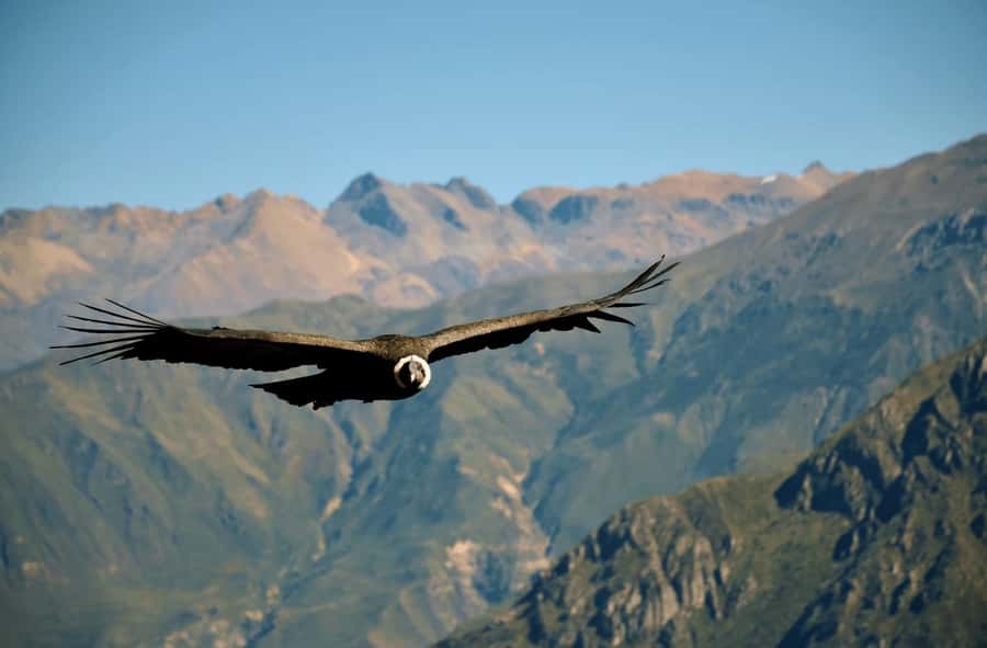 From Arequipa: Tour Colca Canyon 2 Days with End in Puno - Key highlights I think you will care about