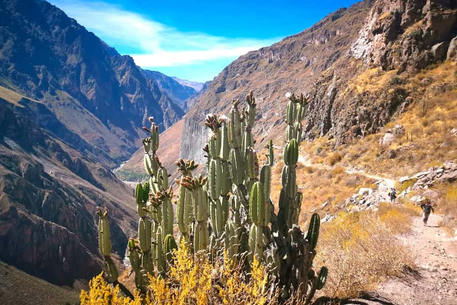 From Arequipa Trek : 2-Days of Hiking in the Colca Canyon - Day 2: sunrise climb, Cabanaconde breakfast, terraces, and the Chivay reset